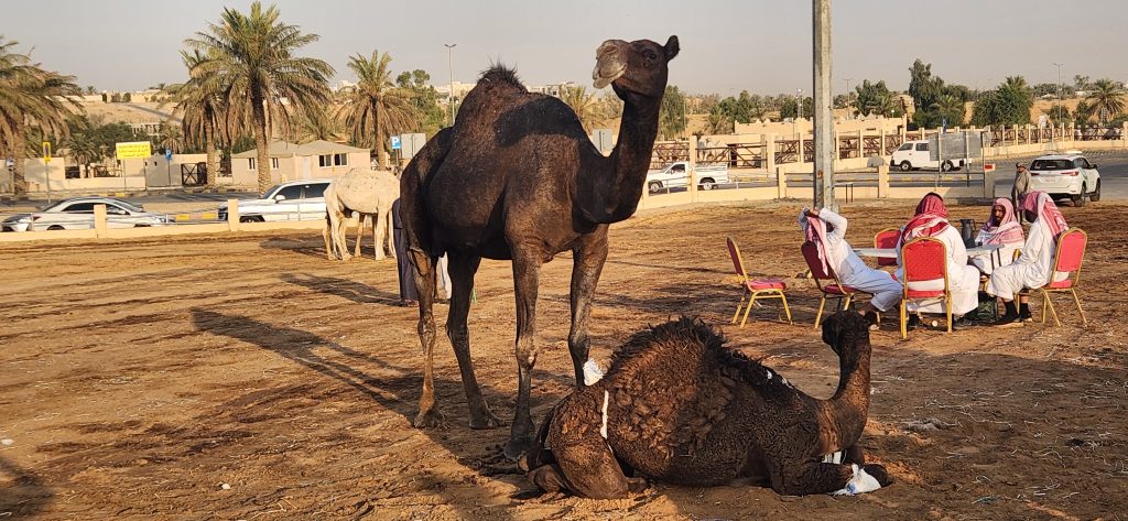 Camels in a market setting with men in traditional attire seated at tables, surrounded by palm trees and vehicles, reflecting the blend of tradition and daily life in Saudi Arabia.