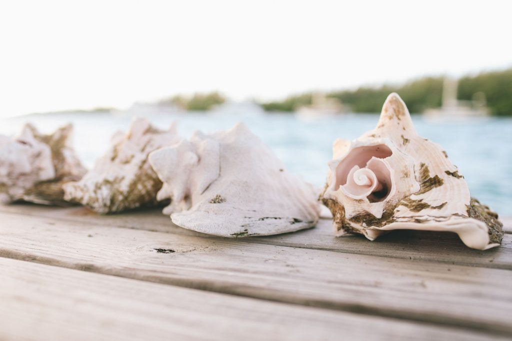Conch shells arranged on a wooden surface with a serene Caribbean backdrop, symbolizing unique travel experiences and coastal beauty.