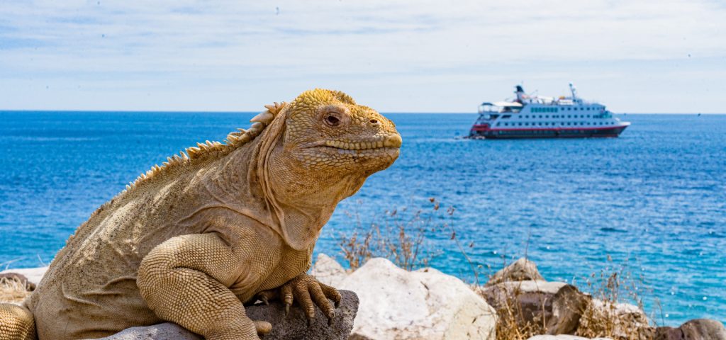 Gal&aacute;pagos Islands iguana basking on rocks with cruise ship in background, showcasing unique wildlife and travel experiences in the Gal&aacute;pagos.