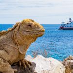 Galapagos land iguana in foreground with ocean and cruise ship in background, representing unique wildlife experiences and adventure tourism in Richard's personalized travel services.