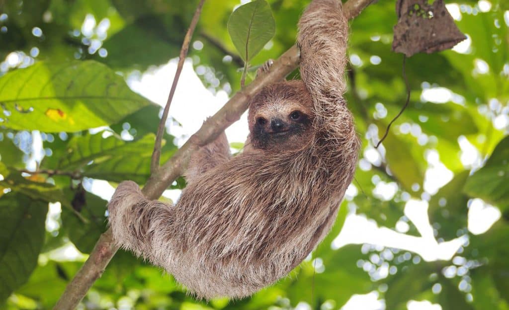 Sloth hanging from a tree branch surrounded by lush green leaves, representing the unique wildlife of Costa Rica.