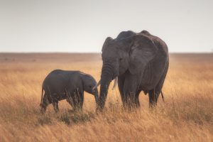 Elephant and baby elephant in golden grasslands, illustrating wildlife experiences in immersive travel guides.