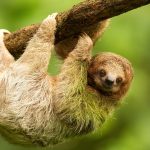 Sloth hanging from a branch in a lush green environment, symbolizing slow travel and immersive experiences in nature.