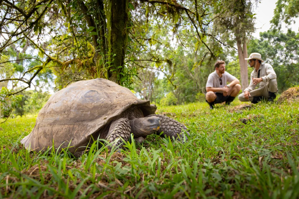 Giant tortoise in the Gal&aacute;pagos Islands with travelers observing in a lush, natural setting, highlighting unique wildlife experiences.